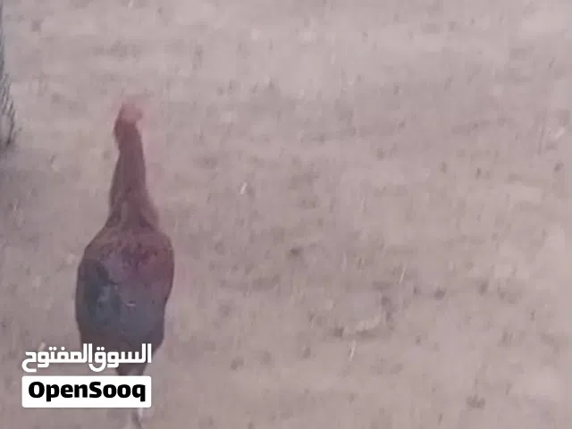 ديكه للبيع بصحه جيده
