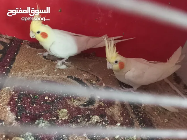 متاح كمية طيور كوكتيل اقرأ الوصف