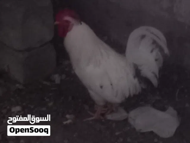 السلام عليكم متوفر لدينا دجاج بياض ب صحه ممتازه وفرصه لمحبين الدجاج