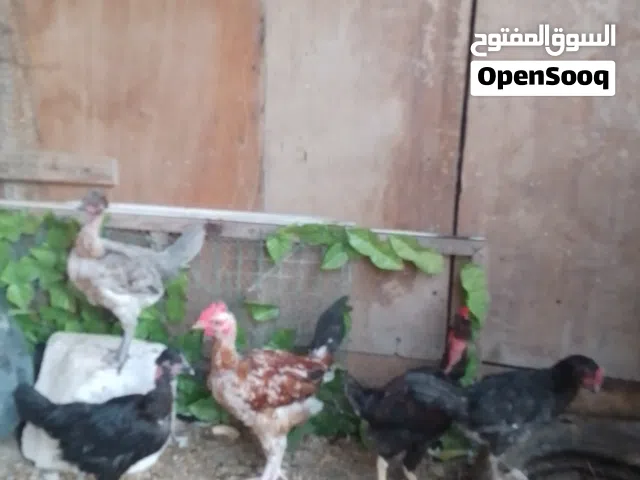 دجاج فروجيات عرب ابو ركيبه صحه ونشاطه العدد5 وخشونه دجاجتين و ثلاثة اديوجه مال بيت نضيفات