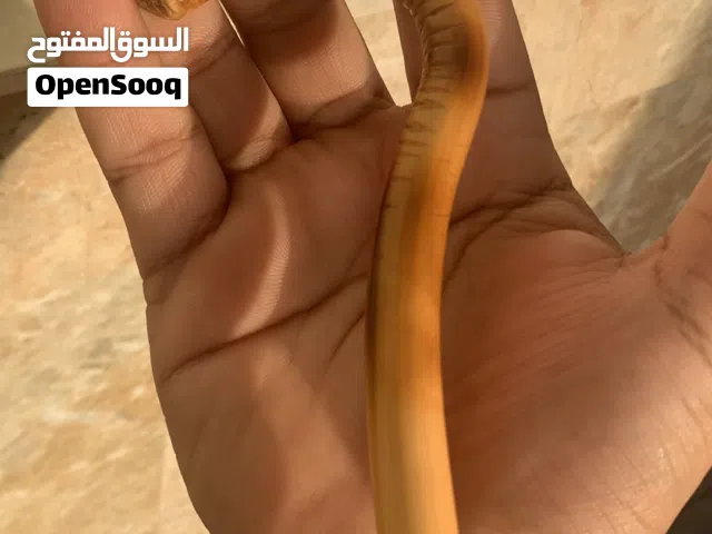 خيزران فرضتين هولندي نوادر 18 ريال