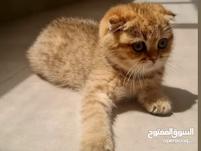 s.o.l.d.beautiful scottch fold gold kitten female  سكوتش فولد جولد انثى