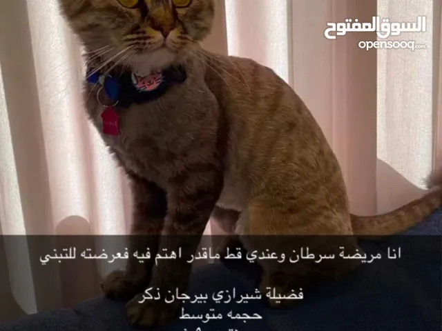 قط للتبني شيرازي بسبب مرض صاحبته لايمكن رعايته اتمنى ناس جاده تعرف ترعاه