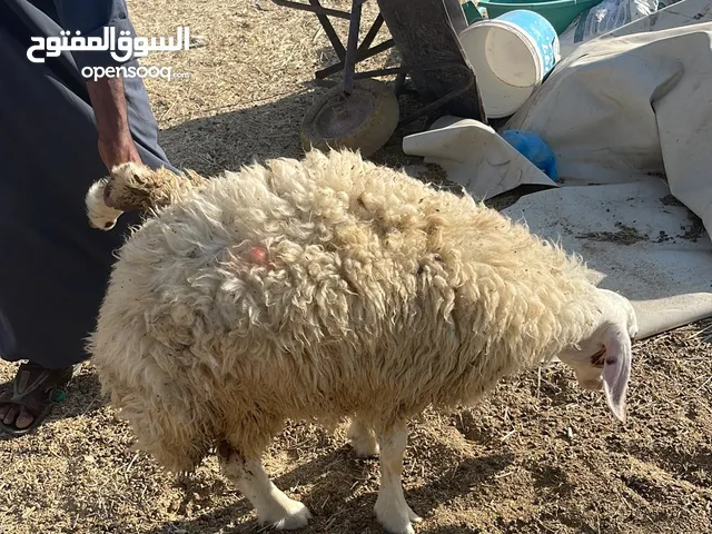 ذبائح ثلاجة ومفاطيح نعيمي، حري، سواكن. تيوس