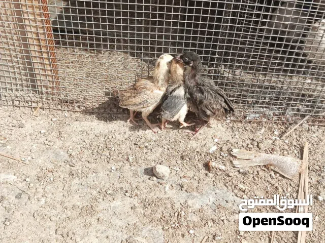 مطلوب افراخ دجاج صغار اقل من شهر سعر مناسب