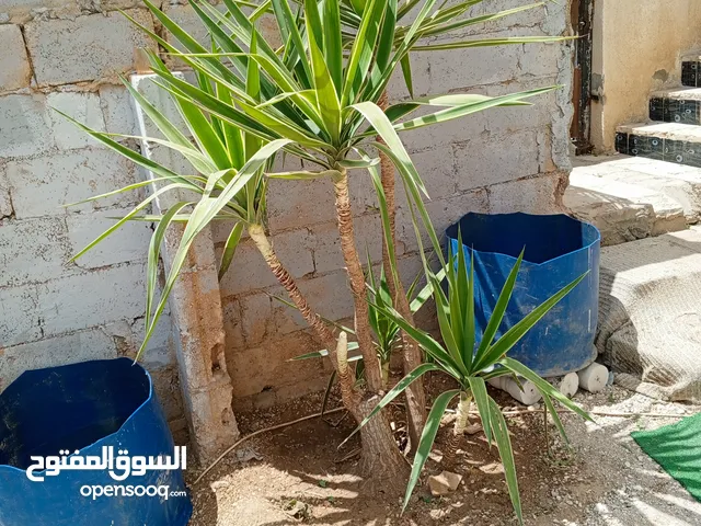 شجر نخل زينه عدد 2