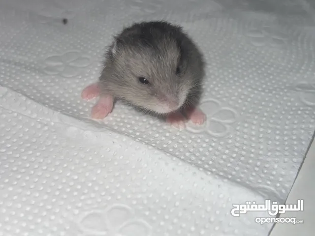 هامستر للبيع سوري وروسي