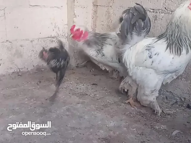 3ديوك براهمي
