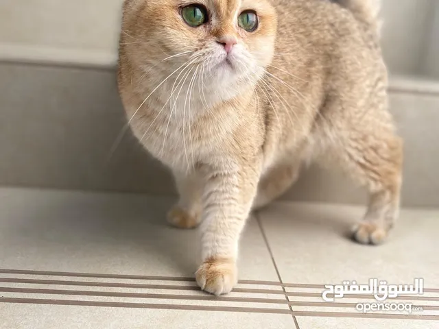 قط سكوتش ستريت أصيل Scottish Straight