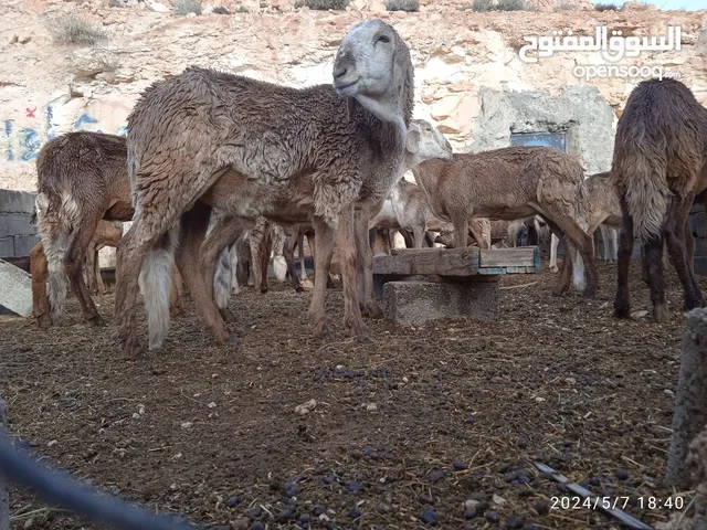 خرفان سوداني كاش او شيك