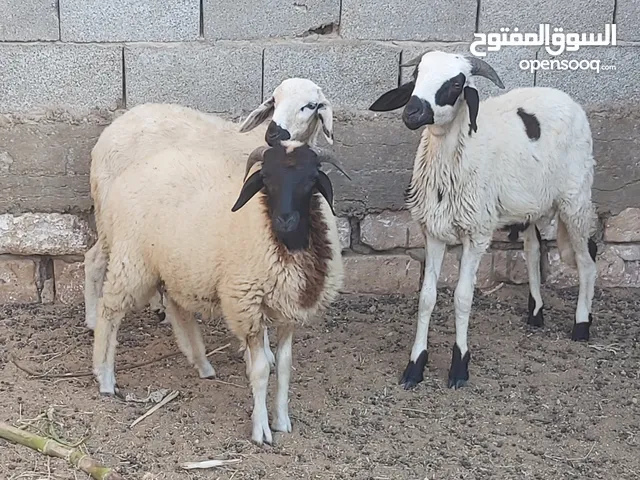 السلام عليكم  زوز خرفان وفطيمه الله يبارك اعمارهم قريب سبعه شهور   سمان  ونظاف ما شاء الله والصور يو