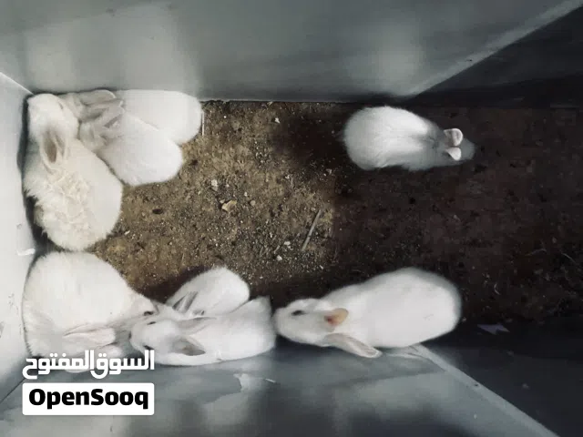 أرانب للبيع