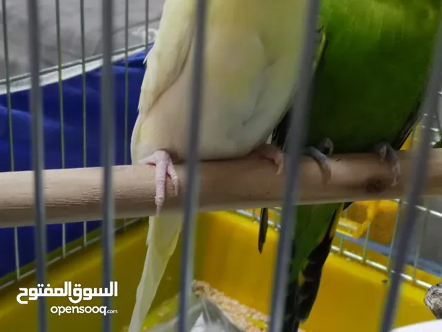 ماشاء الله تبارك الرحمن جوز حب الفحل خضر وطيره البينو