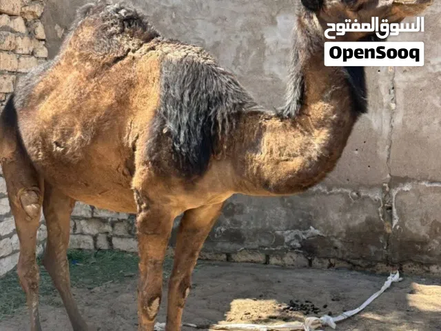 ناقة وطني للبيع