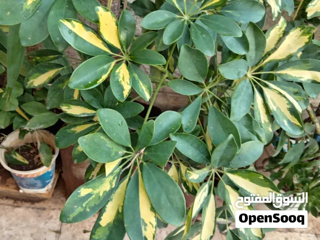 زريعه زينه للبيع