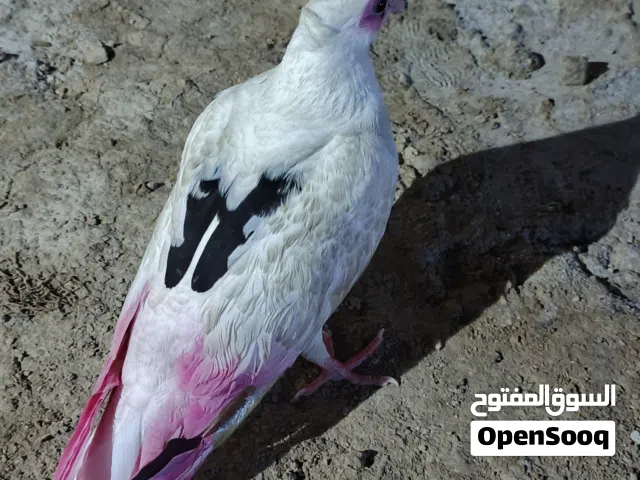 طيره للبيع لوصف مهم