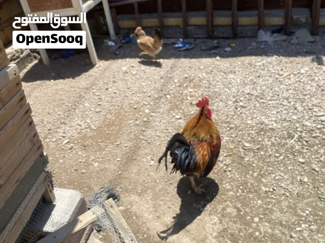 اقرأ الوصف مهم