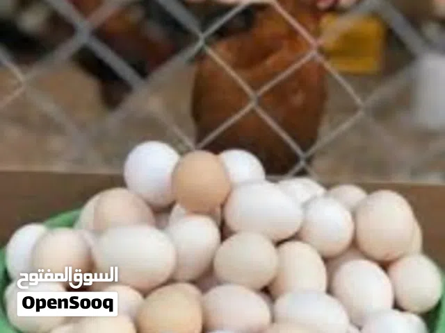بيض  مخلي عماني