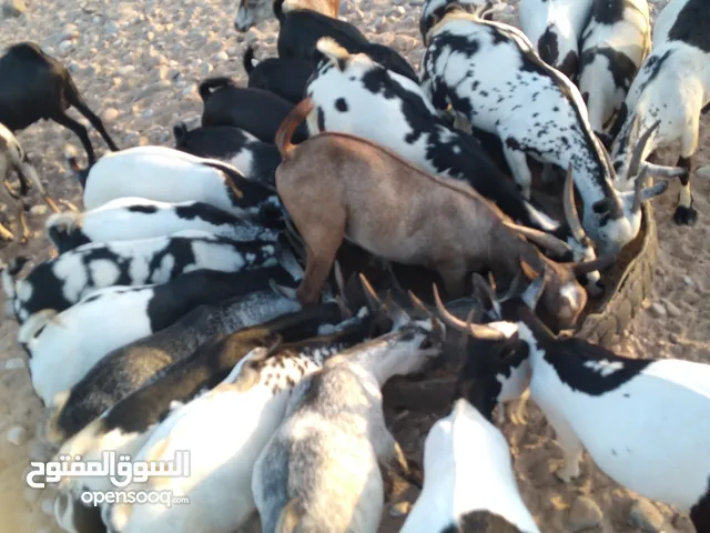 اغنام بلدي يمني وحبشي مربا سمين