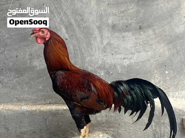 ديك بندوق للبيع