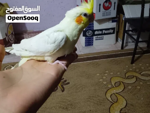 كوكتيلات عدد 2اليفات أصفر وحبشي