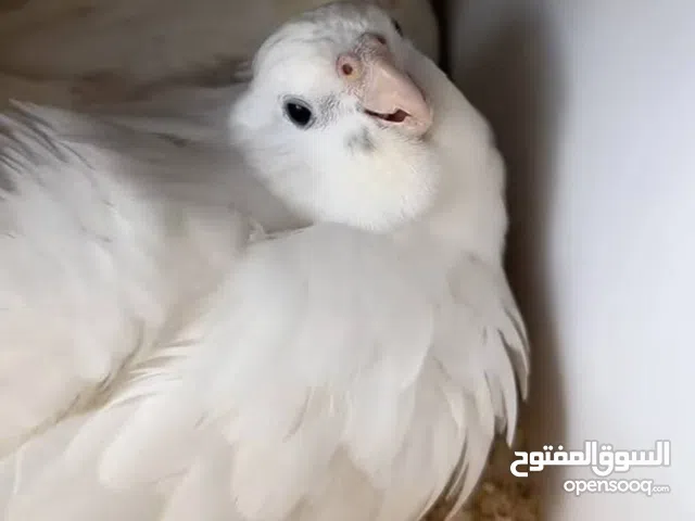 موجود جواز كوكتيل شغالة