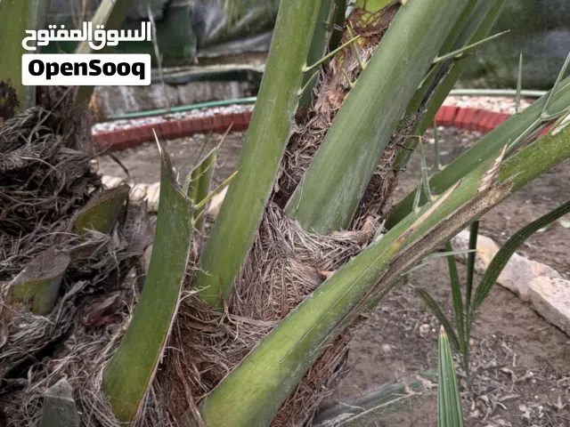 فسائل نخلة برحي أصلي – أبو الخصيب