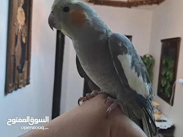كوكتيل للبيع  مدرب واليف