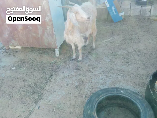 عنز صغيره متع حليب الله يبارك
