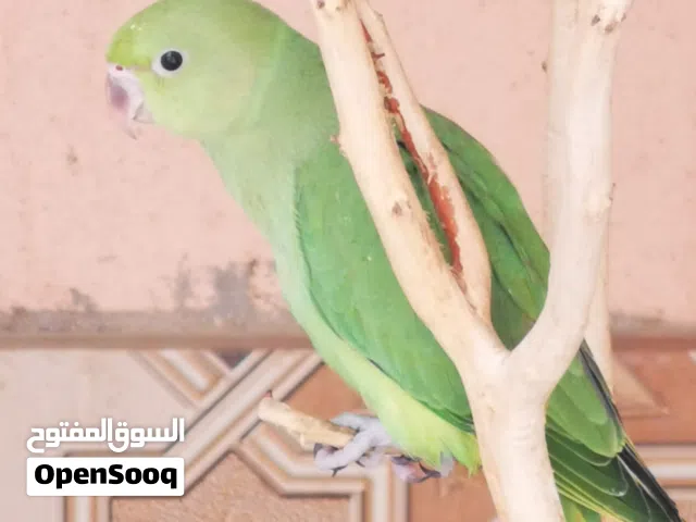 أولاد بغبغاء الدرة الهندي
