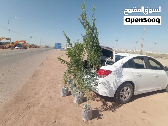 شتلات ليمون هندي