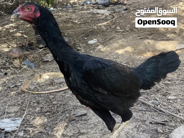 اقرا الوصف مهممم