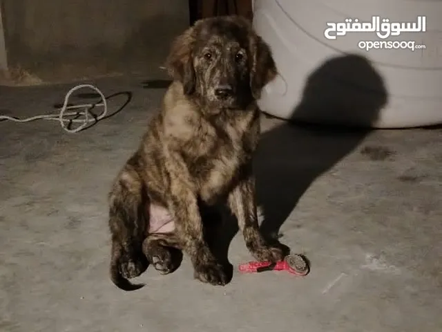 جراء جولد انثايتين سعررر حرررق تراب المصاري لنو مسارف كمان اسبوع
