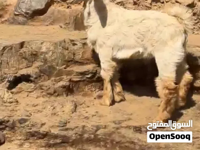 تيوس من حلال لجواميد لجبل الاخضر