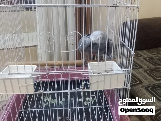 ببغاء كاسكو للبيع متكلم اليف جدا بنادي نور خالد السلام عليكم وصفات عصافير اصوات تليفون واصوات