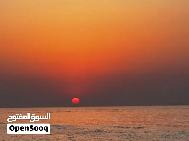 شيرازيات للبيع