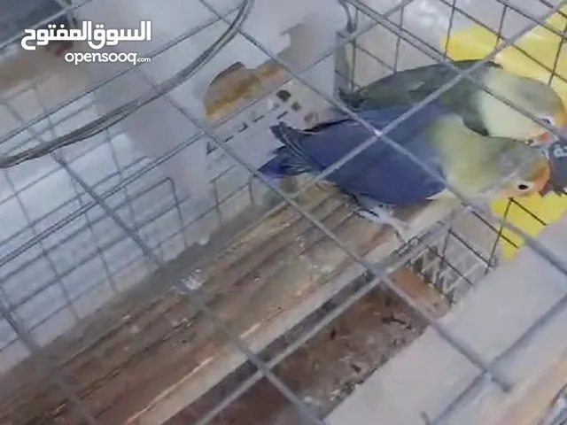 زوج غندور فيشر باربلو نورمال بزارات