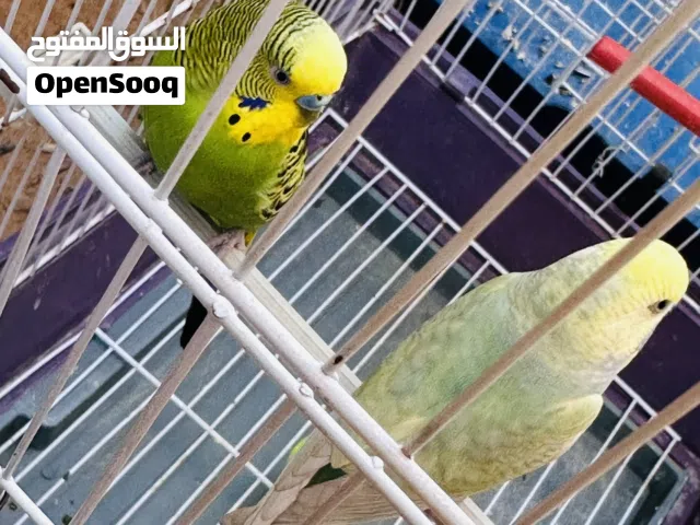 عصفورين واحد بقالينو رينبو والتاني باقلينو عربي