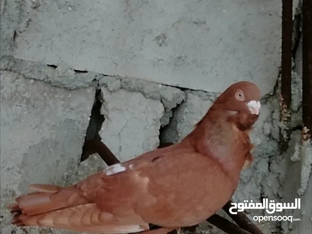 حمام للبيع 12