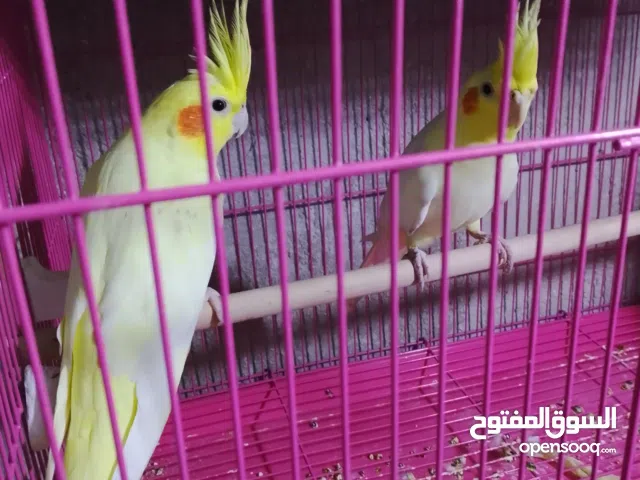 جوز كوكتيل للبيع