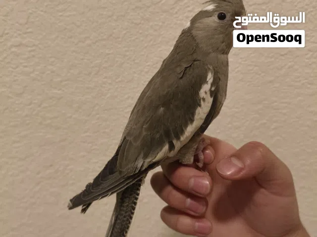 ببغاء كوكتيل وايت فيس أليف جدا و جيمل و لعوب