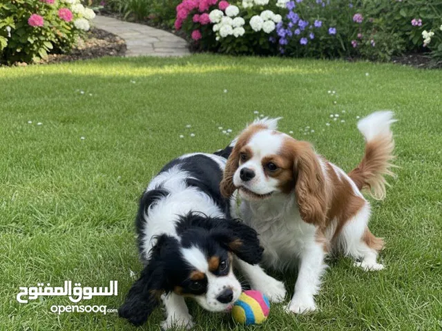 كلاب كينغ شارلز سبانيل ذكر و انثى