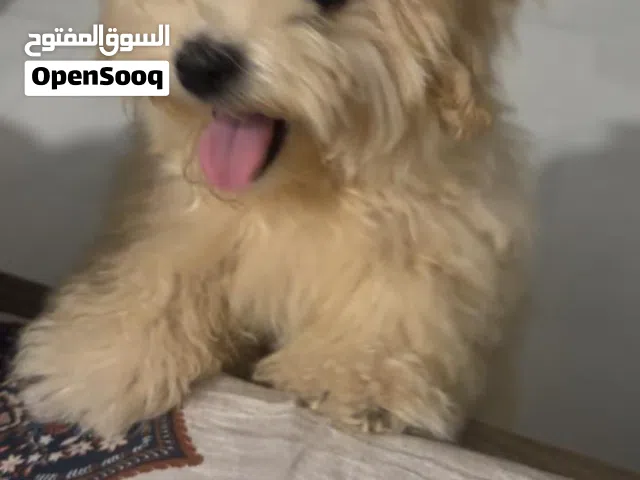 Maltese puppy 6 months old in Rak trained