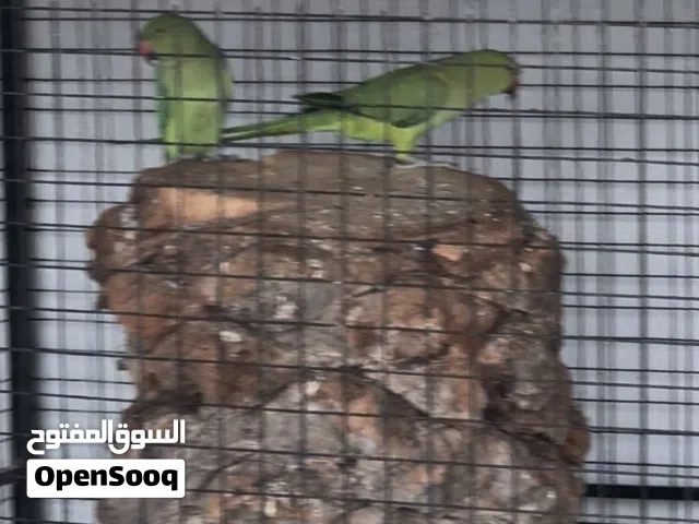 بغبغاء الدره هندي زوج