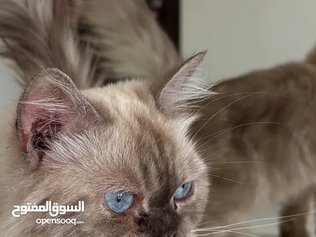قطه هملايا + بيكي فيس