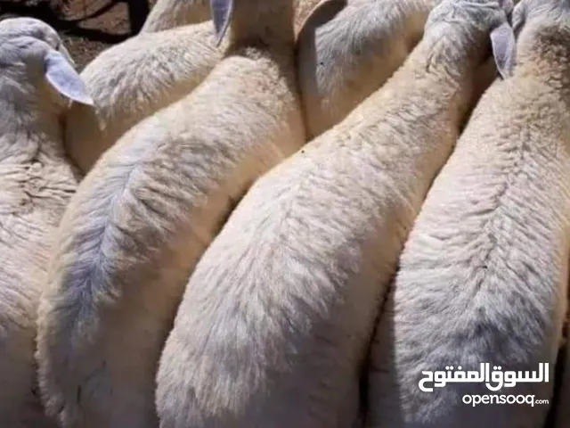 عرض خاص في مناسبة حلول عيد الأضحى   خرفان نعيمي أضاحي  العمر 8 أشهر   شحم ولحم  خالي من الإبر والعلا