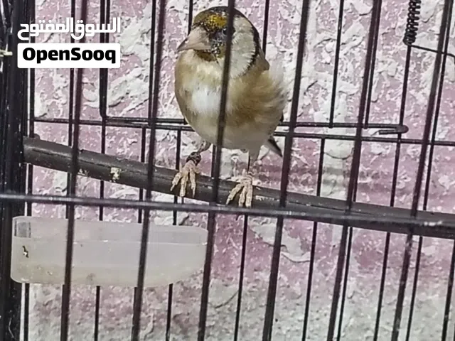 طيرتين حسون ترابي فرخات عش ومحجلات وجلب قديم للبيع