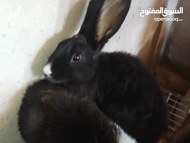 أرانب ربي يبارك، فراشه