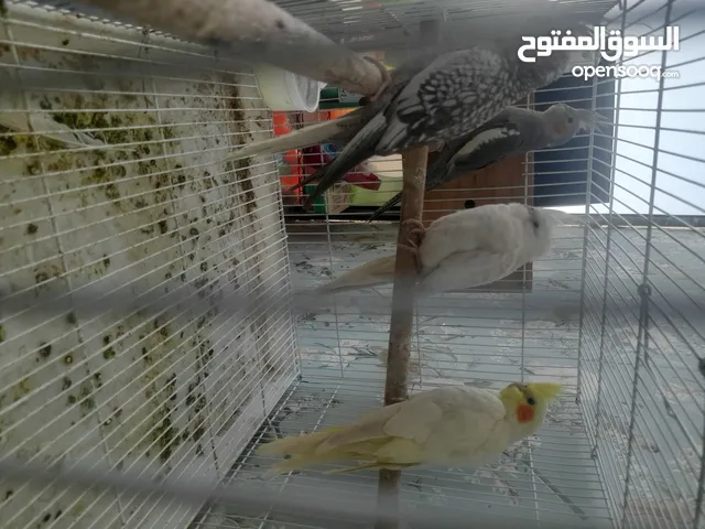 كوكتيلات للبيع