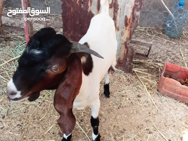 صخل ضروبه افغاني مال بيت